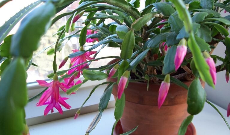 Best Pots for Christmas Cactus: Top Choices for Thriving Plants